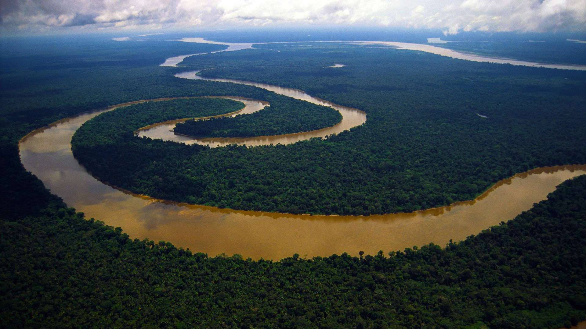 A view of the dense South American rainforest